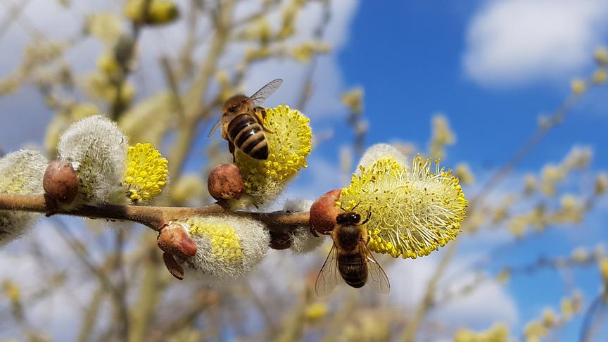 © Marlies Gangl Frühlingserwachen bei den Bienen im Vulkanland. (Marlies Gangl)