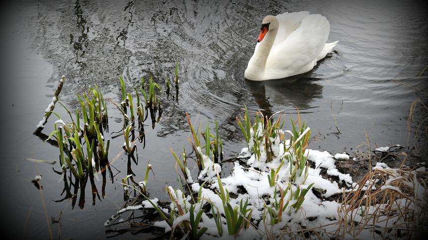 © Reinhard Weigel "Frühlingsspitzen" im Schnee im Enkach-Weiher in Ranshofen. (Reinhard Weigel)