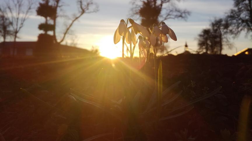 © Michaela Mille Schneeglöckchen im Sonnenuntergang. (Michaela Mille)