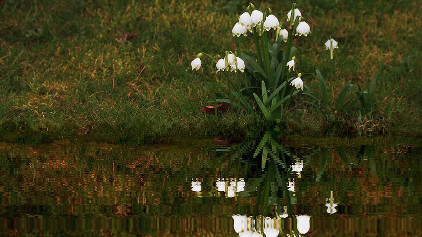 © Peter Grill Frühlingskotenblumen im Spiegelbild. (Peter Grill)