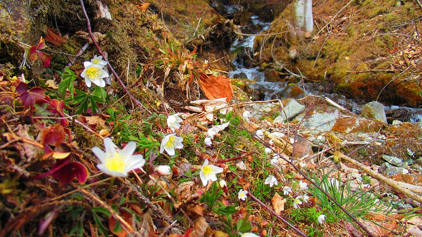 © Georg Wastl Frühlingserwachen bei den Tiebelquellen nahe Himmelberg. (Georg Wastl)