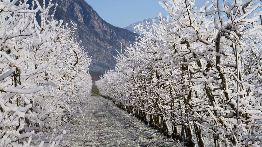 © Heinz Randolf Frostberegnung: Haiming/ mittleres Oberinntal, Tirol. (Heinz Randolf)