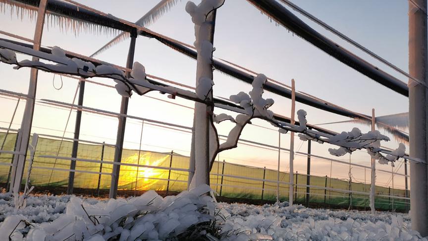 © Philipp Michlits Bio Mini Kiwi nach der Frostberegnung bei Sonnenaufgang. (Philipp Michlits)