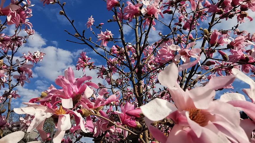 © Georg Ackerer Zauberhafte Magnolien-Blüten: leider blühen sie nur kurz. (Georg Ackerer)
