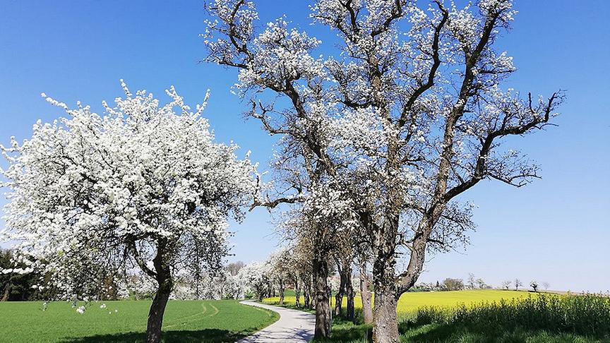 © Evelyne Füreder In Axberg blühen die Bäume bei strahlendem Sonnenschein. (Evelyne Füreder)