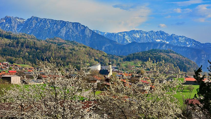 © Peter Kitzbichler Traumhafter Durchblick durch meine blühenden Kirschbäume auf das Dorf Erl und das Kaisergebirge im Hintergrund. (Peter Kitzbichler)
