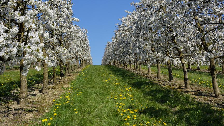 © Dietmar Pirngruber Kirschblüte in der Scharten. (Dietmar Pirngruber)
