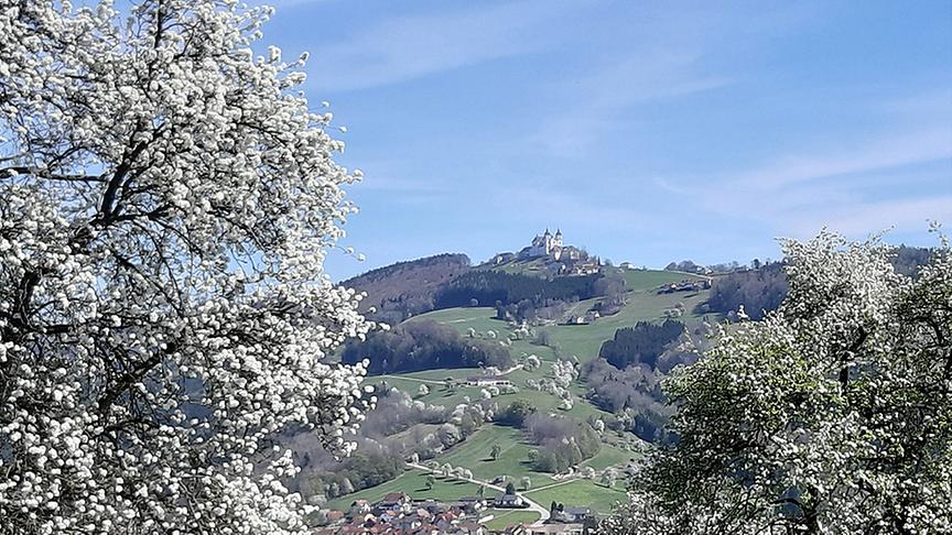 © Sabine Hölzl Blühende Birnenbäume in Biberbach im wunderschönen Mostviertel mit Blick zum Sonntagberg. (Sabine Hölzl)