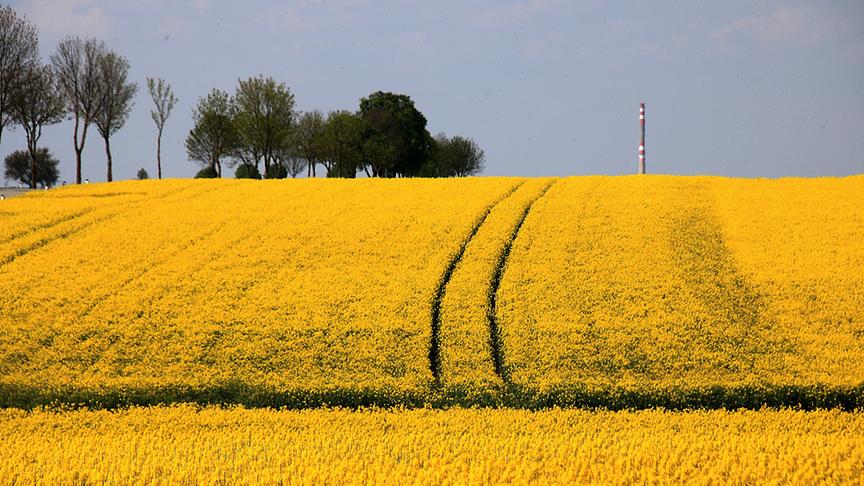© Gerhard Moser Endlose Rapsfelder im Weinviertel. (Gerhard Moser)