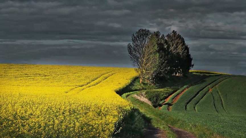 © Peter Grill Felder in Schwanenstadt. (Peter Grill)