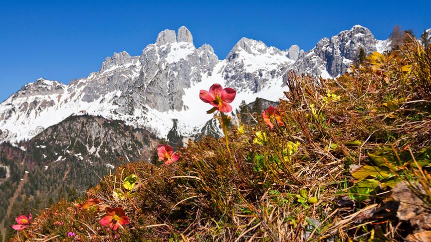 © Christa Kramer Schneerosen auf der Sulzenalm mit der Kulisse der Bischofsmütze in Filzmoos. (Christa Kramer)