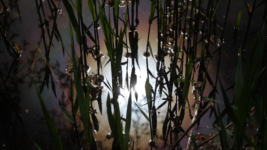 © Walter Hochfellner Sonnenspiegelung im Biotop. (Walter Hochfellner)