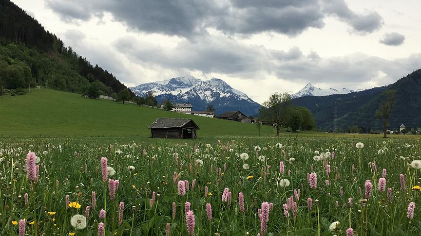 © Inge Lindengrün Frühlingswiesen in Maishofen. (Inge Lindengrün)