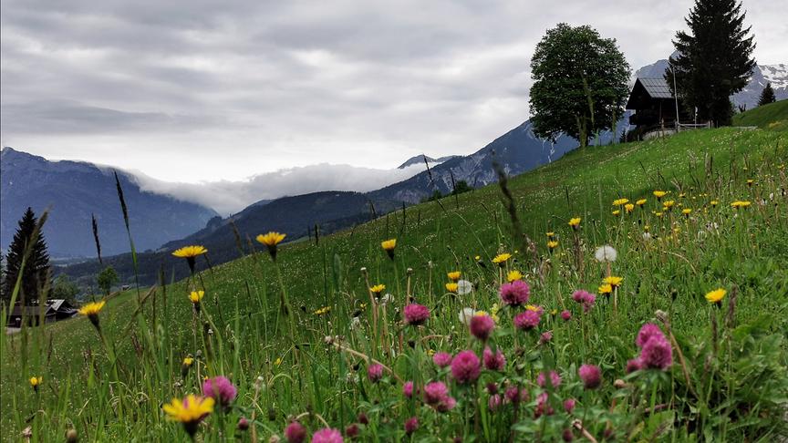 © Georg Ackerer Herrliche Blumenwiese am Natrun. (Georg Ackerer)