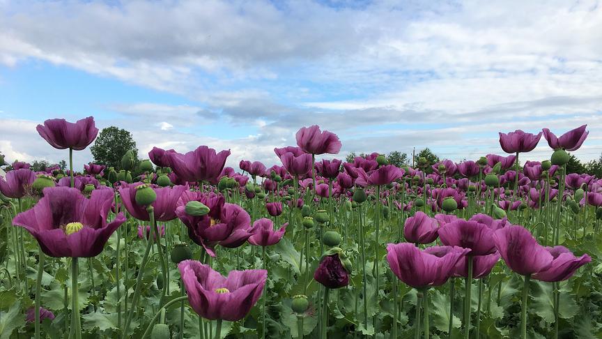 © Inge Lindengrün Mohnblumen in Oberösterreich. (Inge Lindengrün)