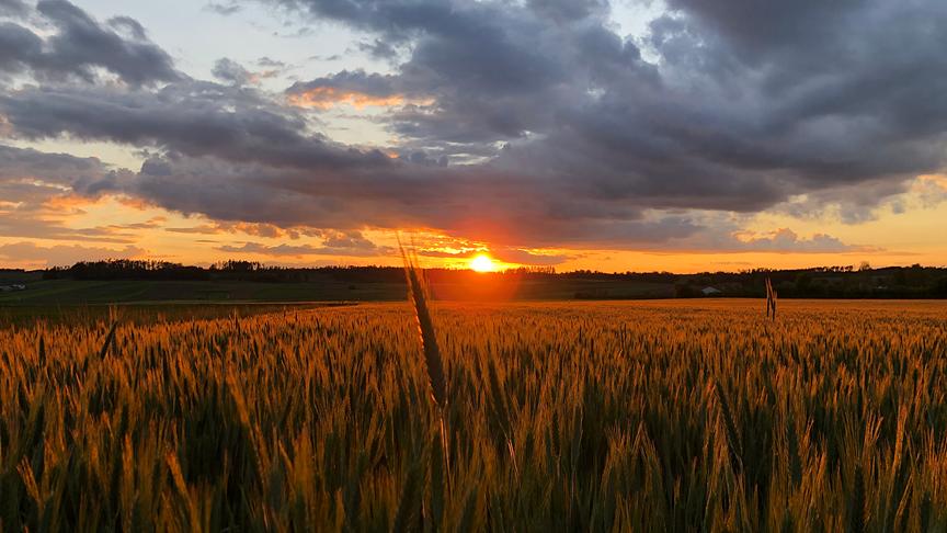 © Christian Ertl Getreidefeld bei Sonnenuntergang im Waldviertel. (Christian Ertl)