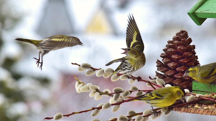 © Ingrid Grossauer Vom Frühlingsanfang ist in Selzthal durch den tagelangen Schneefall noch leider keine Spur, aber die Erlenzeisige sind schon in Frühlingslaune. (Ingrid Grossauer)