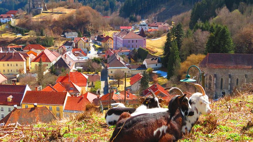 © Georg Wastl In Friesach, am Petersberg, genießen Ziegen die Frühlingssonne und den herrlichen Blick auf die Burgenstadt. (Georg Wastl)