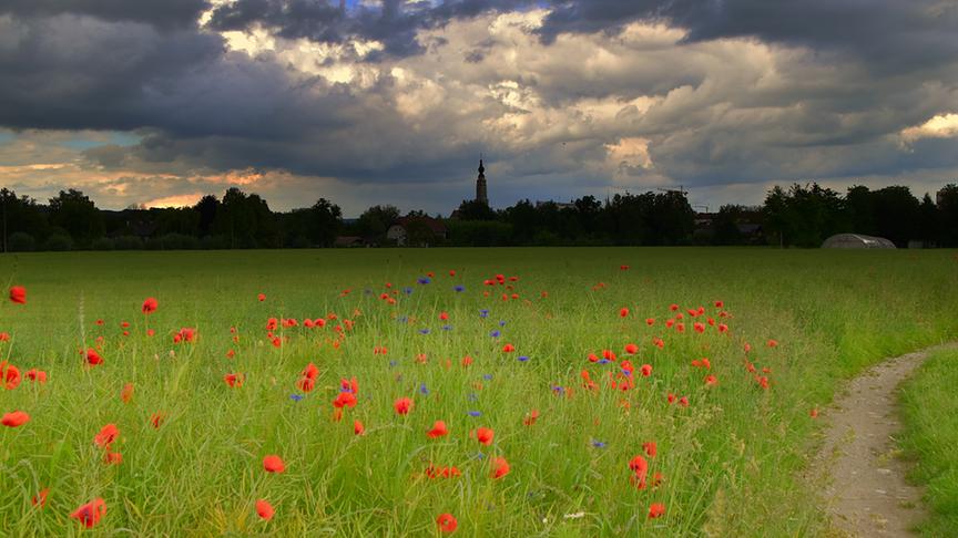© Reinhard Weigel Mohn- und Kornblumen in einem Getreidefeld im Erholungsgebiet im Tal in Braunau am Inn vor einem Gewitter. (Reinhard Weigel)