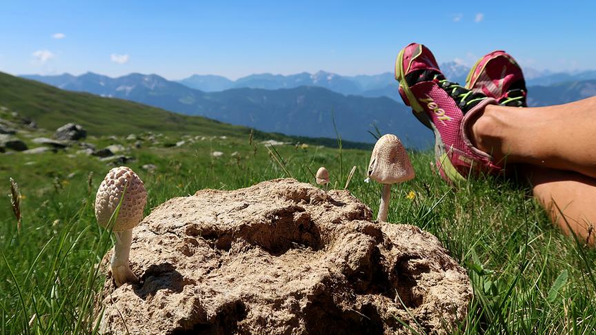 © Caro Guttner Es ist wieder Schwammerlzeit/ Irschen, Wenebergeralm. (Caro Guttner)