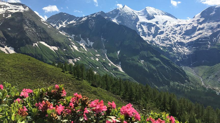 © Inge Lindengrün Herrliche Almrosen an der Großglockner Hochalpenstraße. (Inge Lindengrün)