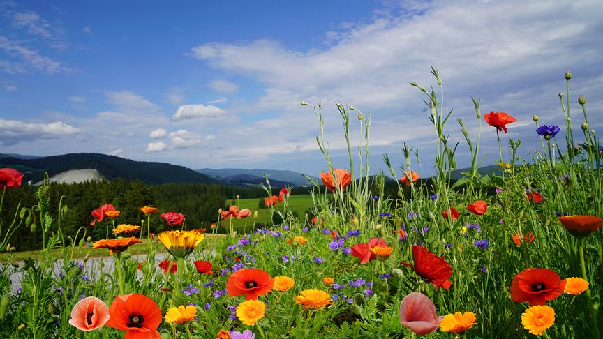 © Maria Fank Der Sommer hat jetzt wirklich das Sagen - Sommerblumen in voller Pracht. (Maria Fank)