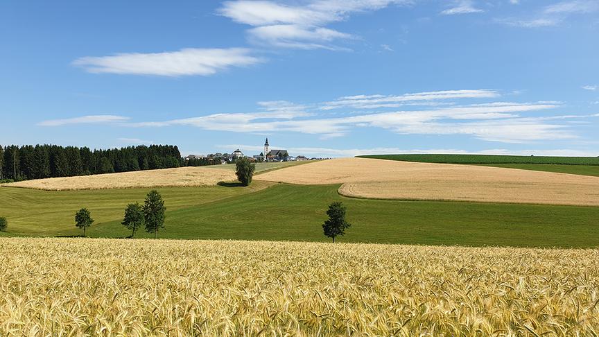 © Alexander Mittermayr Getreidefeld, im Hintergrund der Marktort Sankt Peter am Wimberg. (Alexander Mittermayr)
