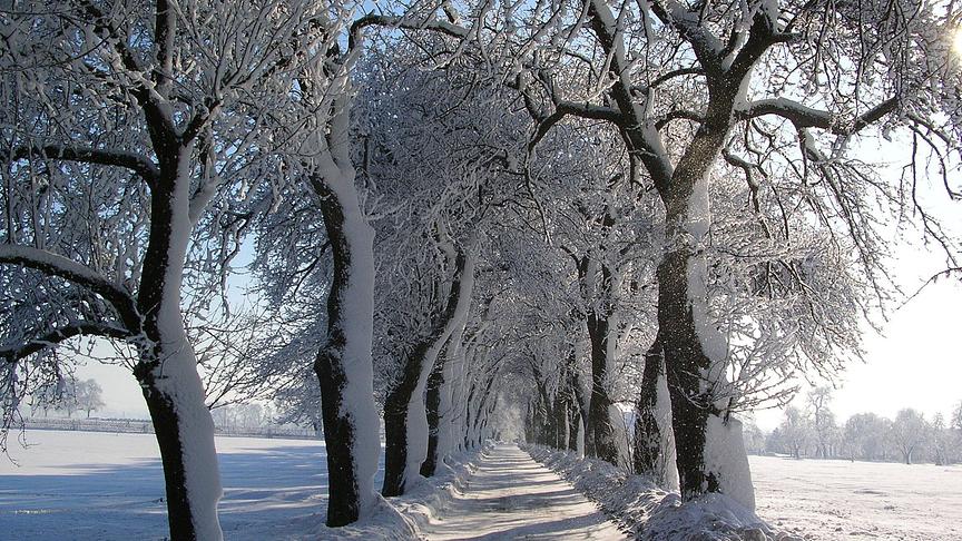 © Josef Obermüller Verschneite Allee in Wolfsbach. (Josef Obermüller)
