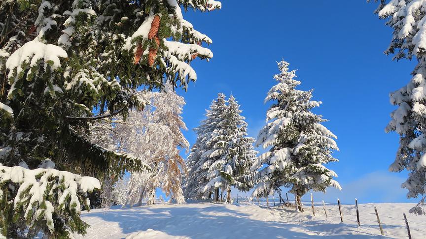 © Rudolf Kössl Wintermärchen am Gruberkogel bei Randegg. (Rudolf Kössl)