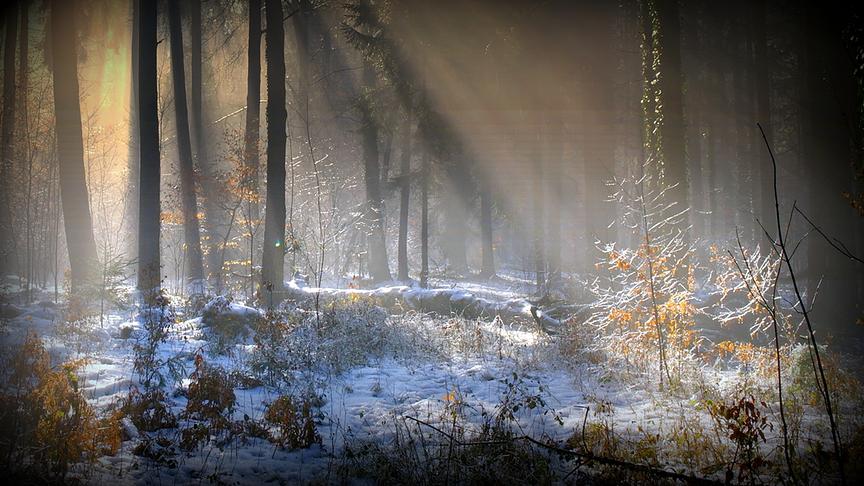 © Reinhard Weigel Morgennebel und Sonnenaufgang im verschneiten Lachforst in Ranshofen. (Reinhard Weigel)