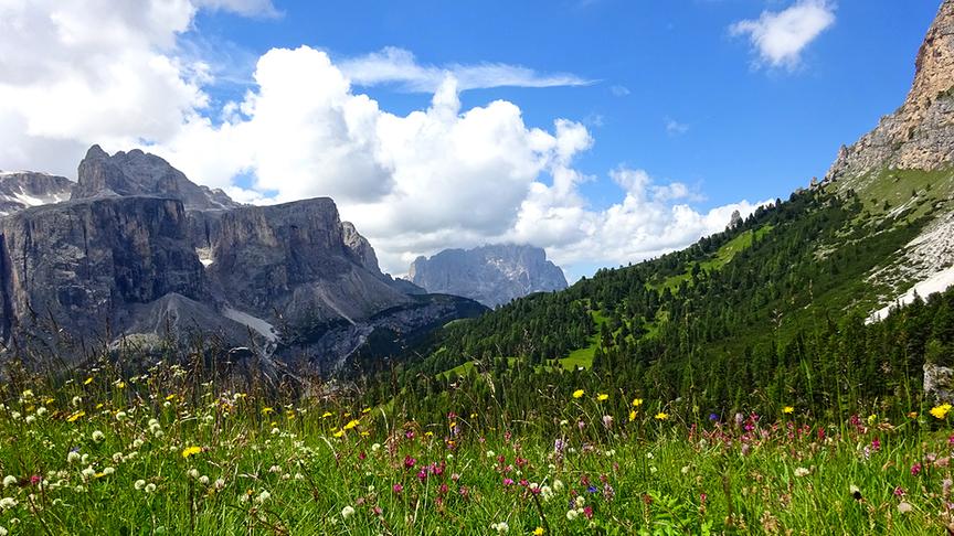 © Franz Fuchsluger Wunderbare Almwiese mit Blick auf den Langkofel. (Franz Fuchsluger)