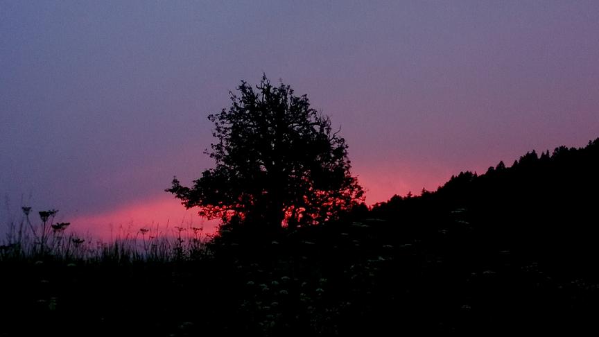 © Doris Blüm Lebensbaum in dem Abendrot. (Doris Blüm)