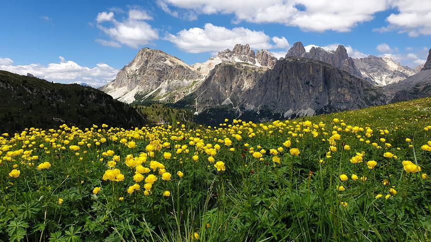 © Franz Fuchsluger Trollblumenwiese in der Nähe des Grödnerjochs. (Franz Fuchsluger)