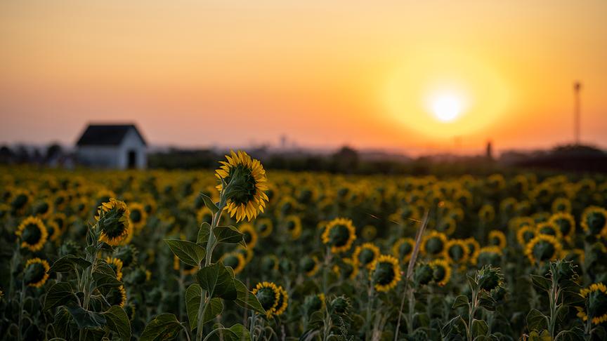 © Merlin Christopher Zalodek Sonnenaufgang in Perchtoldsdorf mit Blick über ein Sonnenblumenfeld. (Merlin Christopher Zalodek)