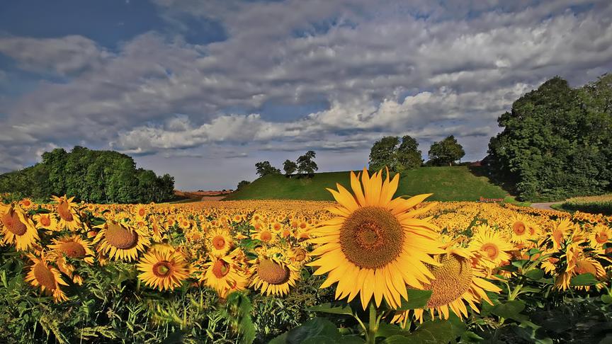 © Peter Grill Sonnenblumenfeld bei Schwanenstadt. (Peter Grill)