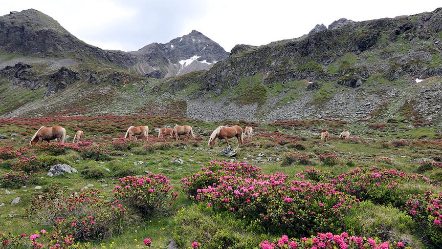 © Weiss Erwin Sommerfrische im Kühtai auf 2.100m. (Weiss Erwin)