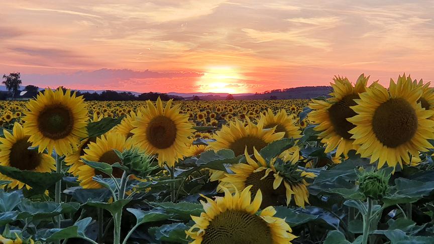© Nina Mayer Sonnenuntergang in Niederösterreich. (Nina Mayer)