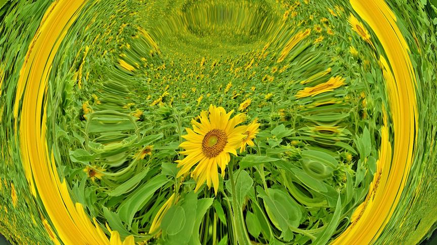 © Karl Zettelbauer Sonnenblumen im Wirbelwind. (Karl Zettelbauer)