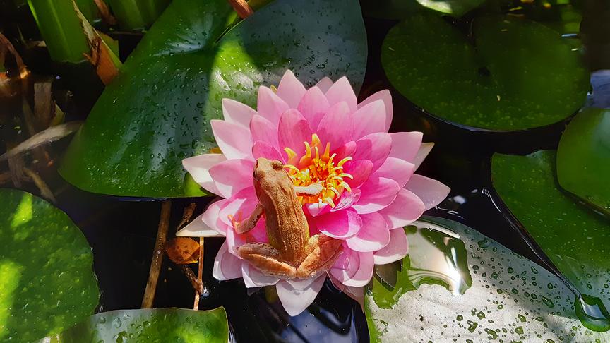 © Alfred Berger Wetterfrosch? (Alfred Berger)
