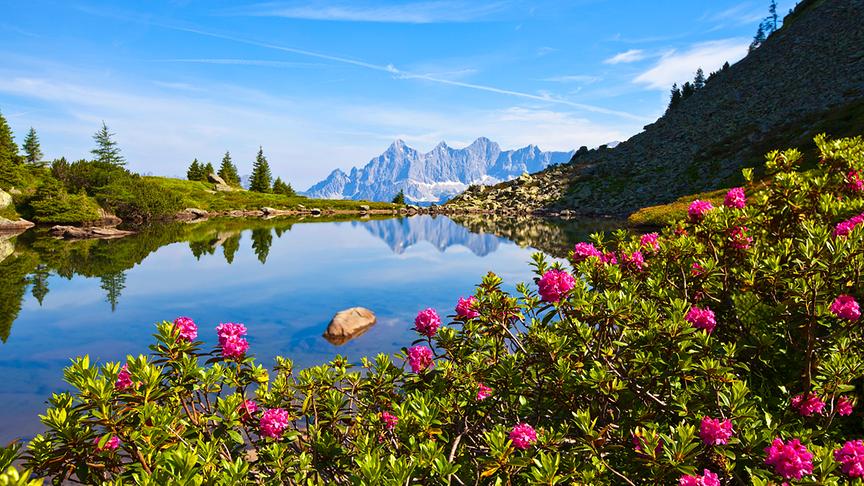 © Christa Kramer Die schönsten Almrosen am Spiegelsee. (Christa Kramer)