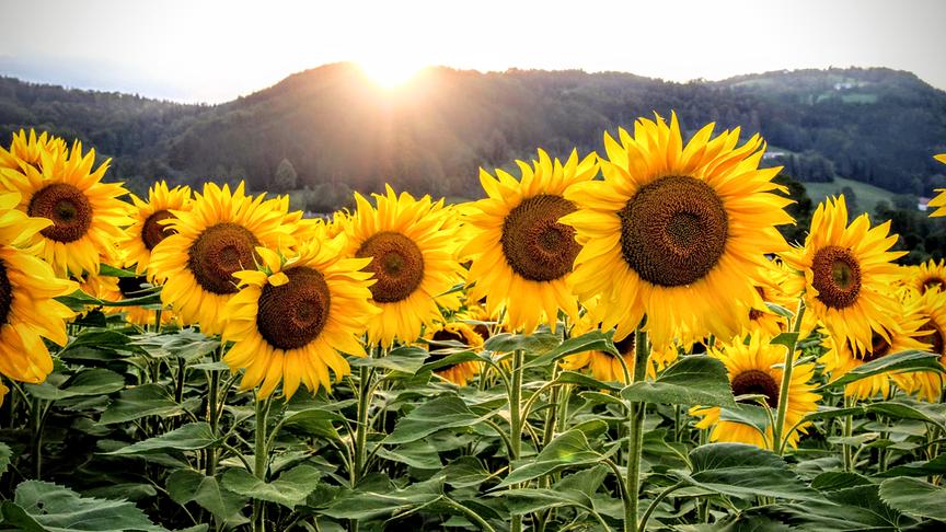 © Gerlinde Ainhirn Ein Traum von Sonnenblumen. (Gerlinde Ainhirn)