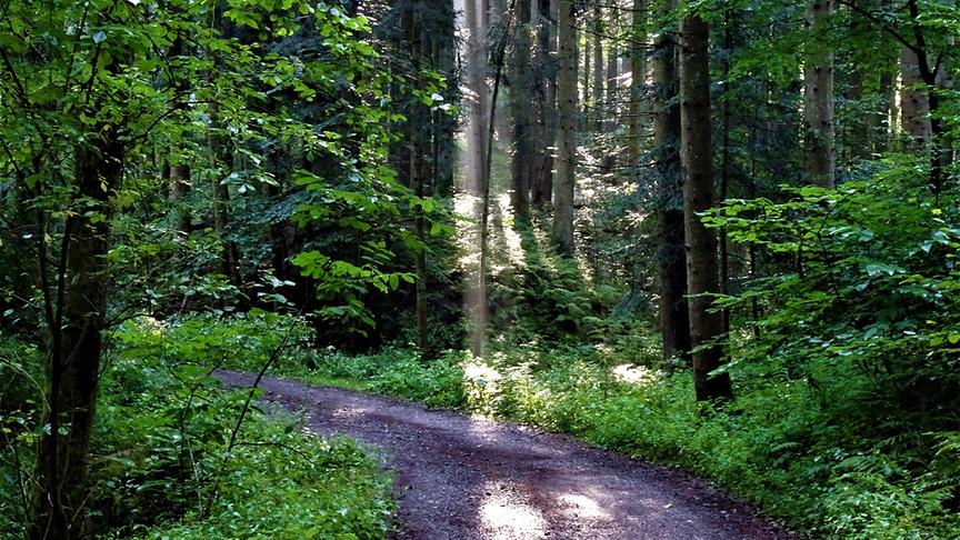 © Karl Zettelbauer Ohne Wald kein Leben - Unser Sauerstoffspender bzw. Erzeuger. (Karl Zettelbauer)