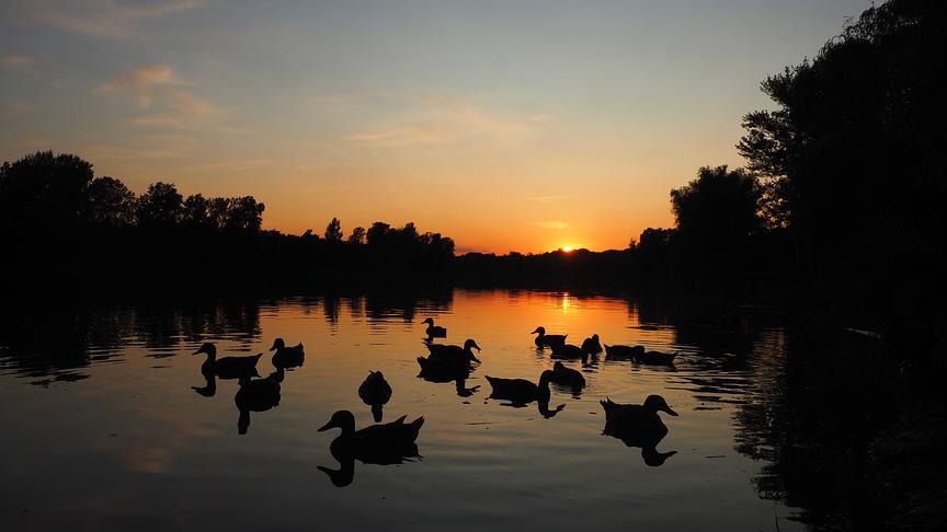 © Stefan Palmeshofer Ein wunderschöner Sonnenuntergang an der Donau. (Stefan Palmeshofer)