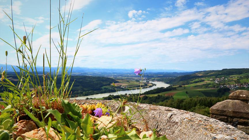 © Barbara Brandmüller Zartheit der Glockenblume im Wind, dahinter Blick auf die Donau und den Gebirgszug der steirischen Alpen (Gesäuse, Hallermauern). (Barbara Brandmüller)