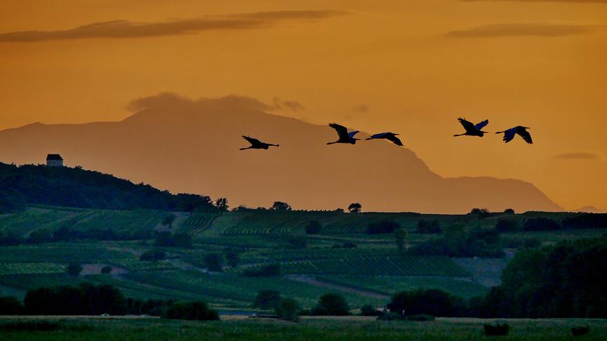© Manfred Polansky Silberreiher kehren am Abendhimmel in ihre Kolonie zurück und die dramatische Kulisse dazu bieten die Ruster Weinberge, das Kirchlein am Margarethener Hügel und das Schneebergmassiv mit einem Wolkenhäubchen. (Manfred Polansky)