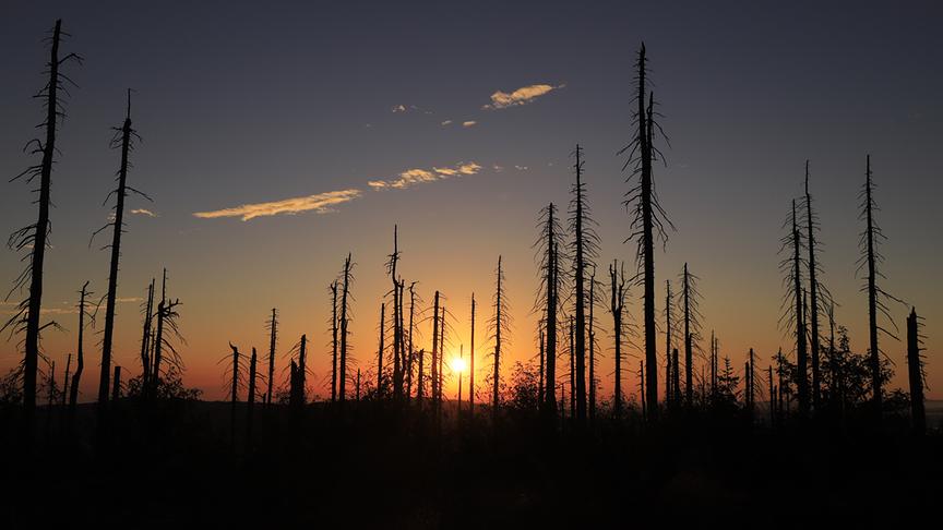 © Peter Plattner Sonnenaufgang am Plöckenstein. (Peter Plattner)