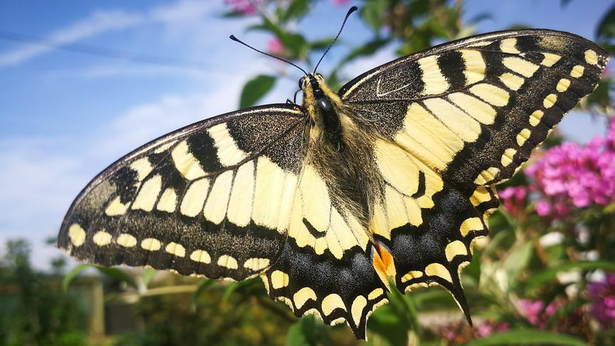 © Doris Blüm Ein Wunsch hat sich erfüllt und das im eigenen Garten: Einen Schwalbenschwanz vor die Linse zu bekommen. (Doris Blüm)