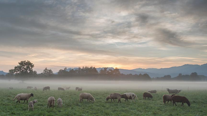 © Manfred Gasser Ein schöner Morgen im Lauteracher Ried. (Manfred Gasser)