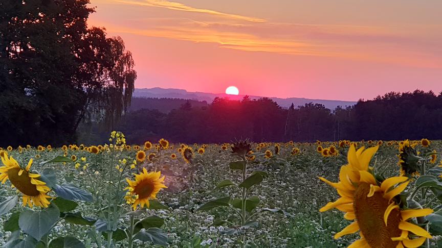 © Hubert Wirth Herbstlicher Sonnenuntergang. (Hubert Wirth)