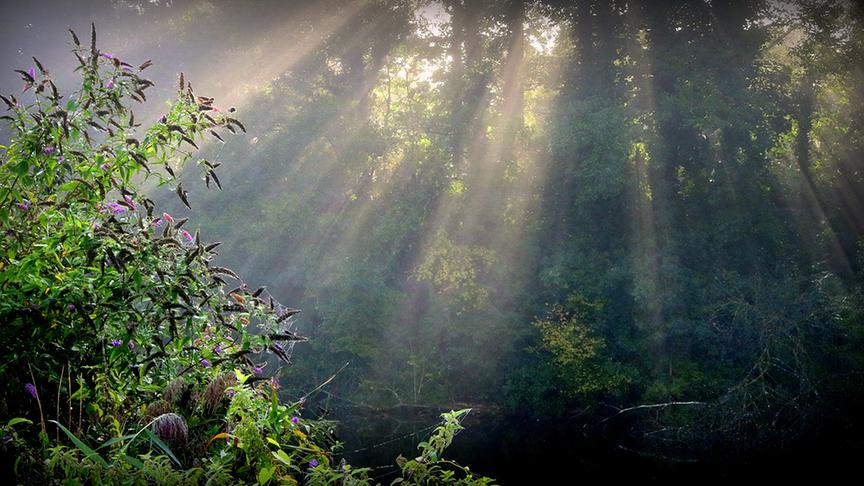 © Reinhard Weigel "Nebelschwaden" im Auwald im Erholungsgebiet im Tal in Braunau am Inn neben der kleinen Enknach. (Reinhard Weigel)